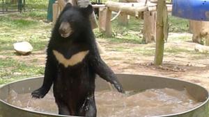 Il grande orso decide di farsi un bagno 