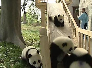 Panda giganti che giocano come bambini 